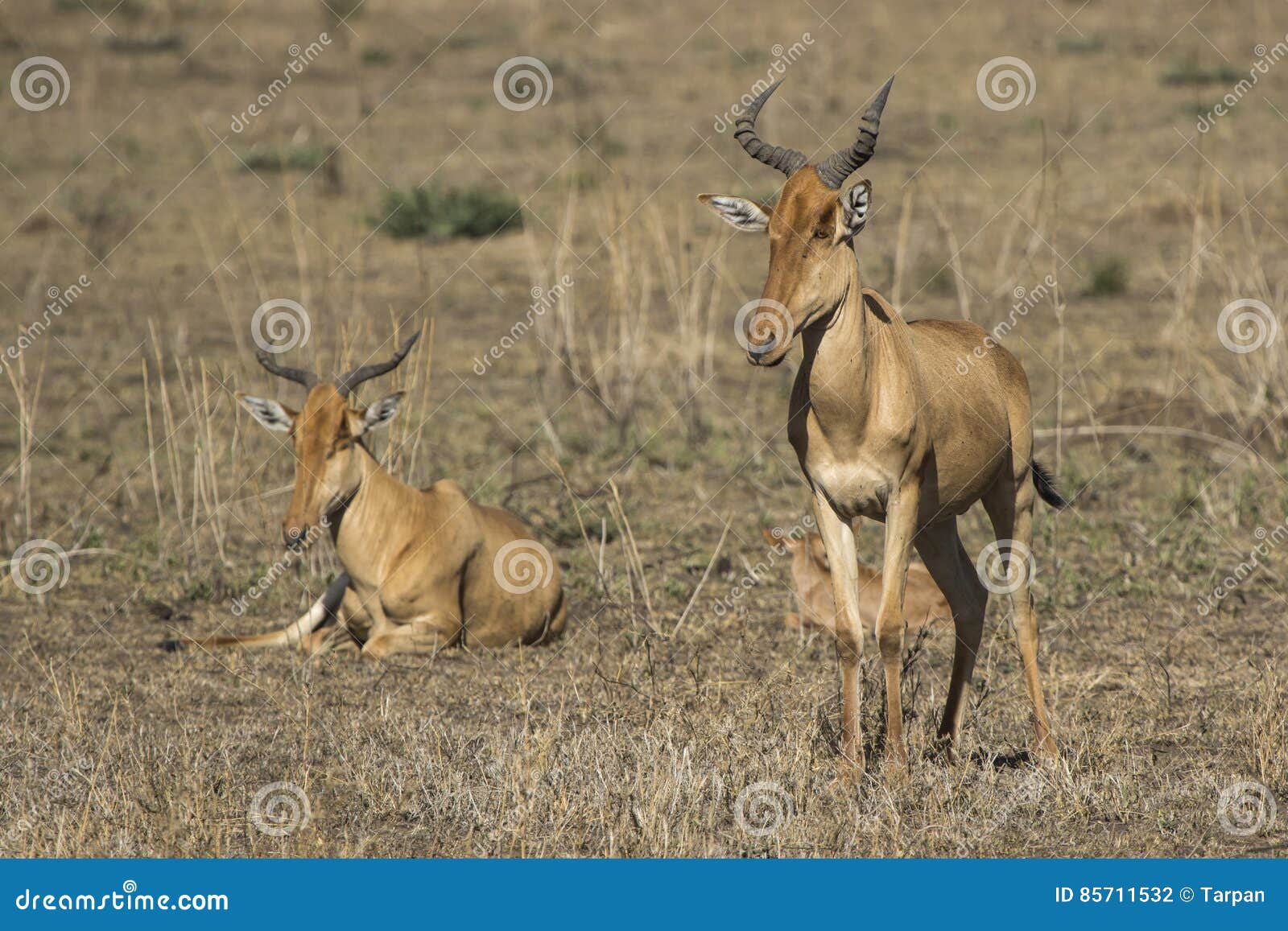 family group cokeÃ¢â¬â¢s hartebeest or kongoni in the serengeti nat